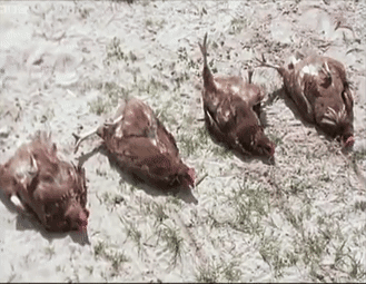 157465229813.gif?size=1863259