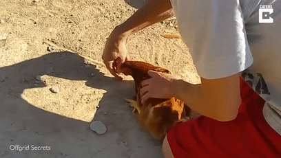 157465448914.gif?size=3242176