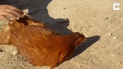 157465449715.gif?size=1789228