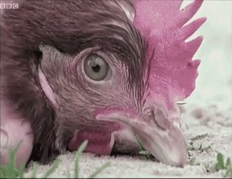 157465450316.gif?size=1149358