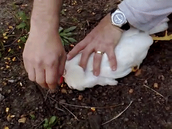 157465451517.gif?size=3399790