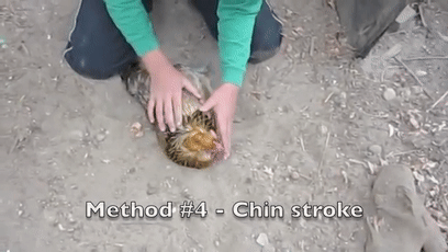 157465455021.gif?size=2787554