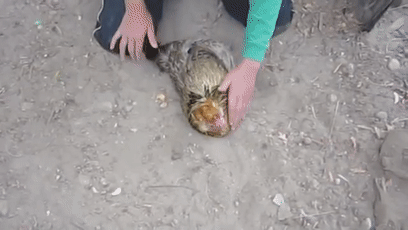 157465455822.gif?size=2750009