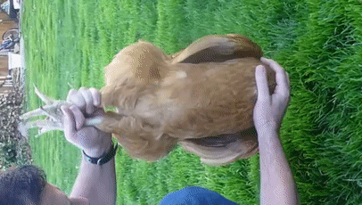 157465457124.gif?size=2893423
