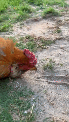 157465461826.gif?size=2103154