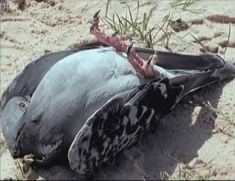 157465462727.gif?size=859735