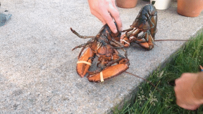 157465464628.gif?size=2164024