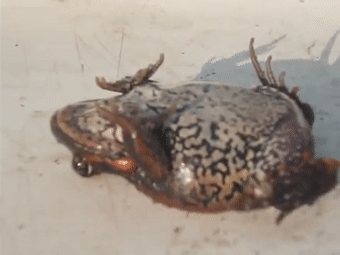 157465465429.gif?size=1550971