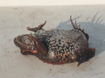 157465466130.gif?size=1256307