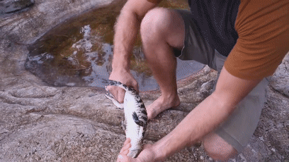 157465467632.gif?size=1953112
