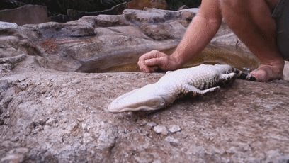 157465473535.gif?size=2751467