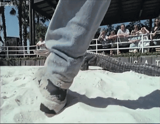 157465477736.gif?size=926493