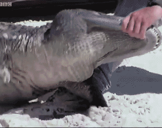 157465479138.gif?size=2185424