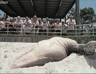 157465480039.gif?size=964642