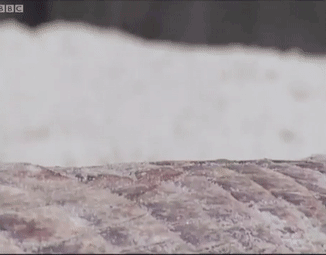157465481441.gif?size=1300920