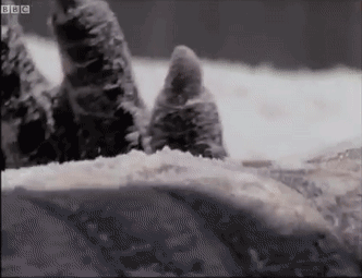 157465482042.gif?size=1506450