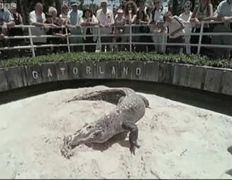 157465482743.gif?size=1068750