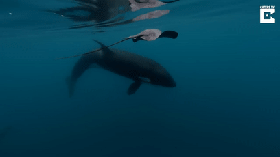157465483344.gif?size=609088