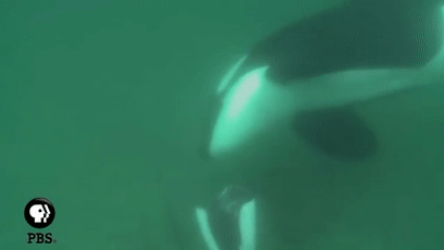157465483945.gif?size=689485