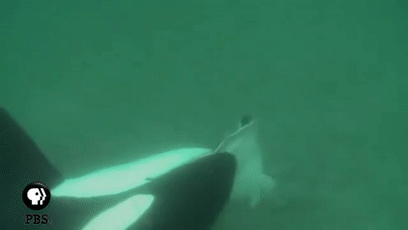 157465484646.gif?size=967762
