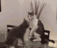 157465485247.gif?size=982072