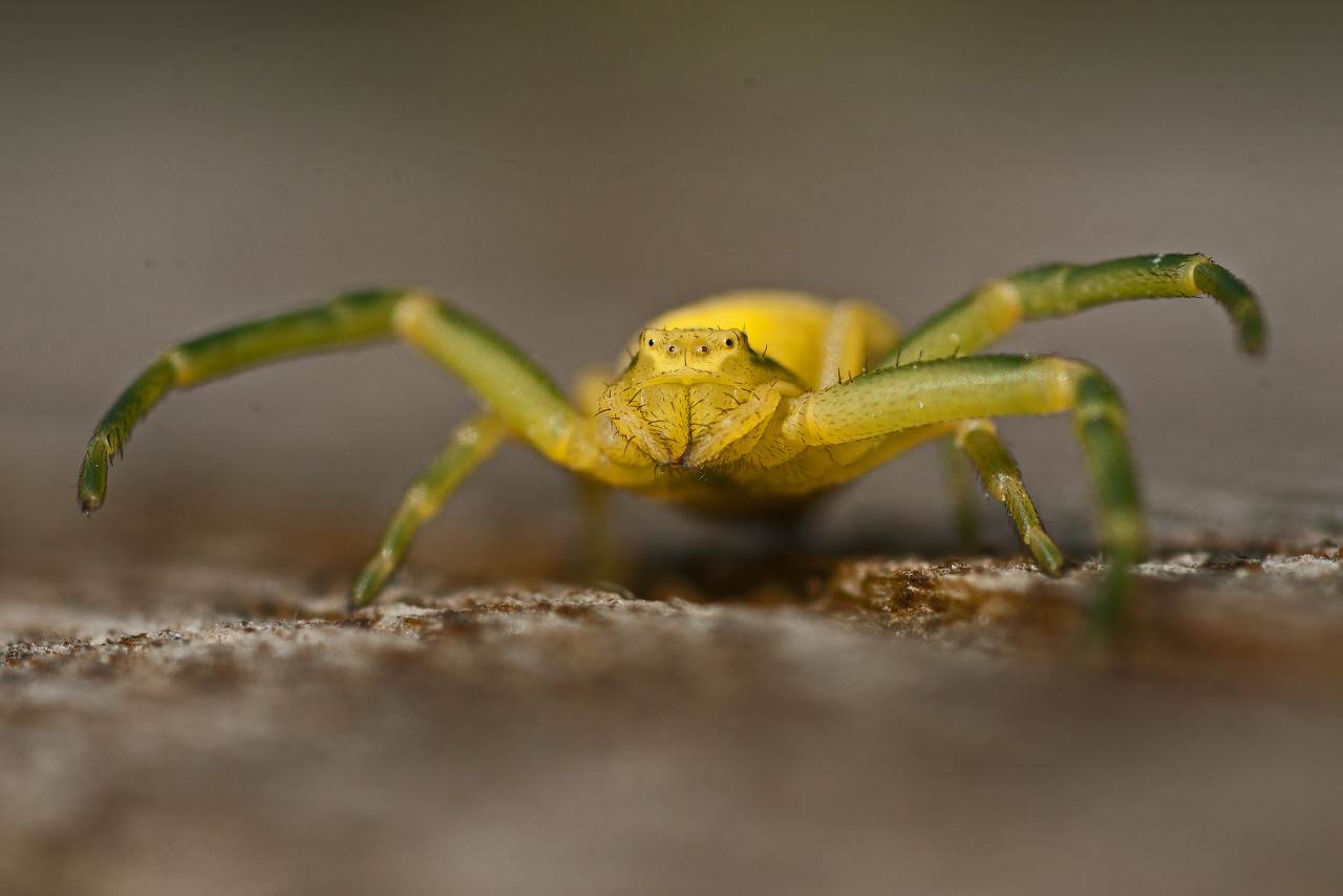 1575860572%E5%9B%BE%E8%99%AB%E5%88%9B%E6%84%8F-459729133365887367.jpg?size=190839