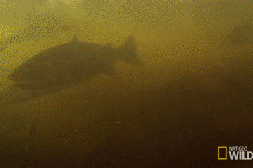 15786210844.gif?size=2008349