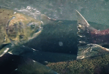 15786210895.gif?size=1966459