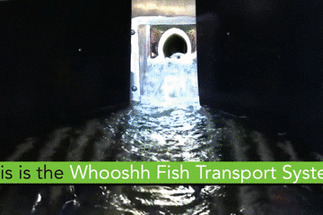 157862115815.gif?size=2015863