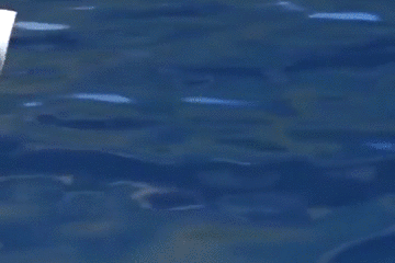157862122425.gif?size=2404151