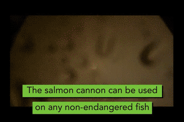 157862123026.gif?size=2079721