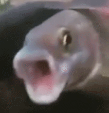157862134929.gif?size=918511