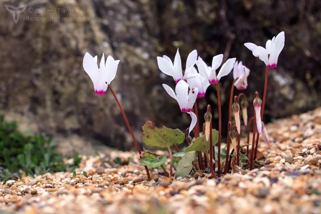 15793128653.jpg?size=95061