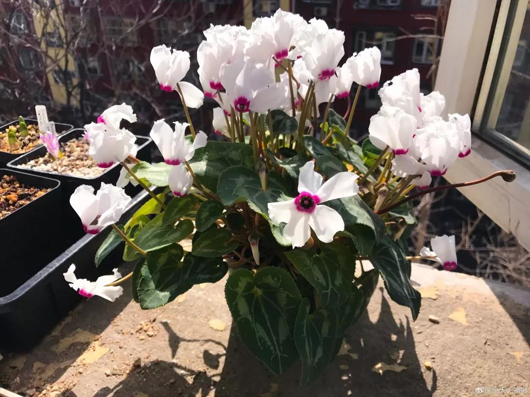 15793128764.jpg?size=136154