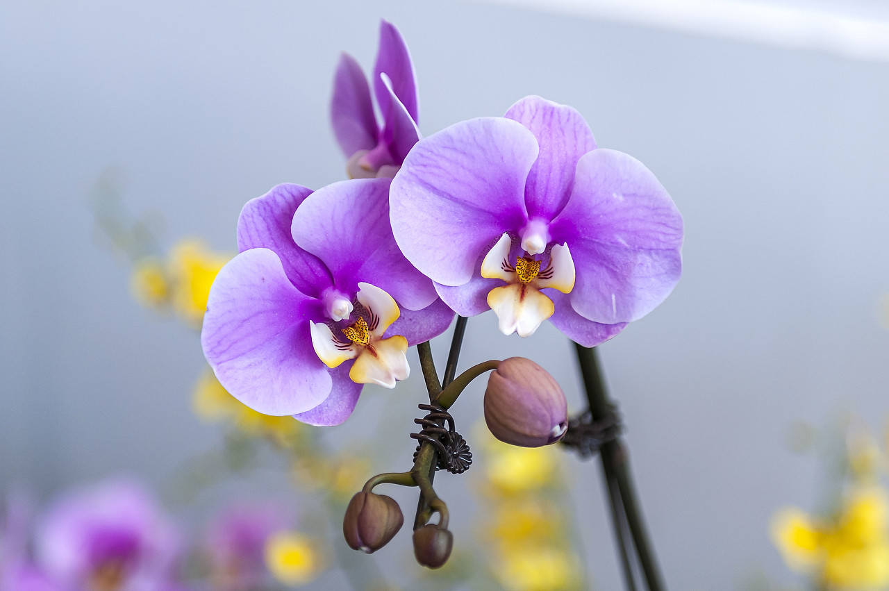 1579397498%E5%9B%BE%E8%99%AB%E5%88%9B%E6%84%8F-747881787734228994.jpg?size=206779