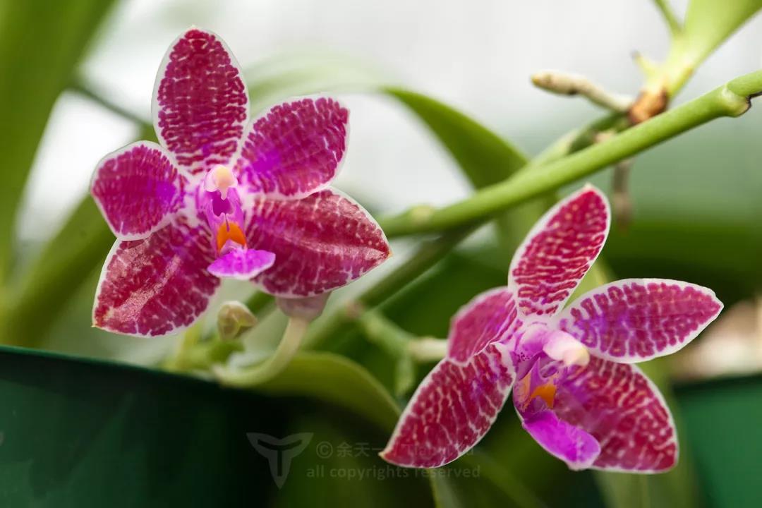 1579397423%E5%BE%AE%E4%BF%A1%E5%9B%BE%E7%89%87_20200119093023.jpg?size=75463