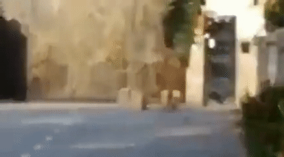 15813136563.gif?size=783227