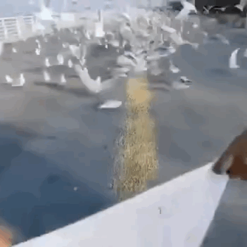 158131373712.gif?size=2462350