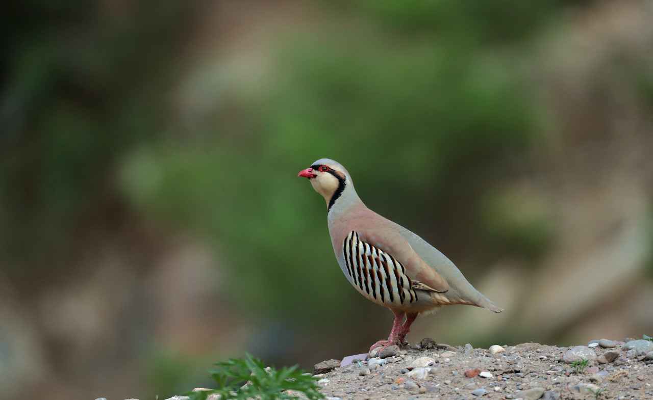 自然科普你看这只鸟儿假装自己是条虫子