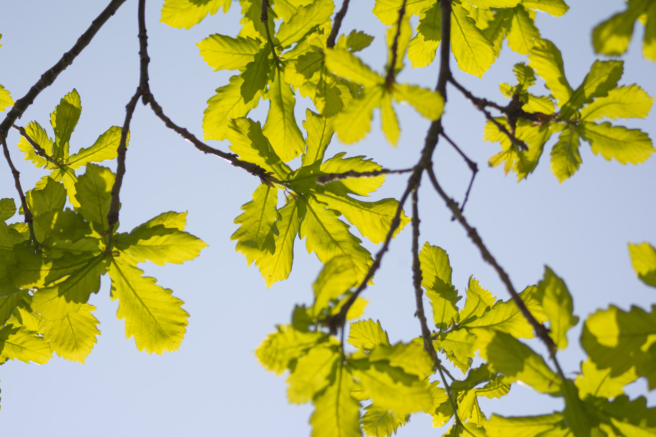 1582761546%E5%9B%BE%E8%99%AB%E5%88%9B%E6%84%8F-632243074641821893.jpg?size=344218